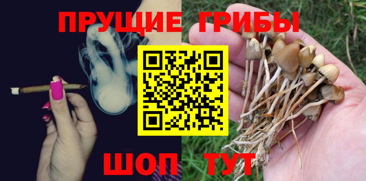 Псилоцибиновые грибы Psilocybe Гатчина